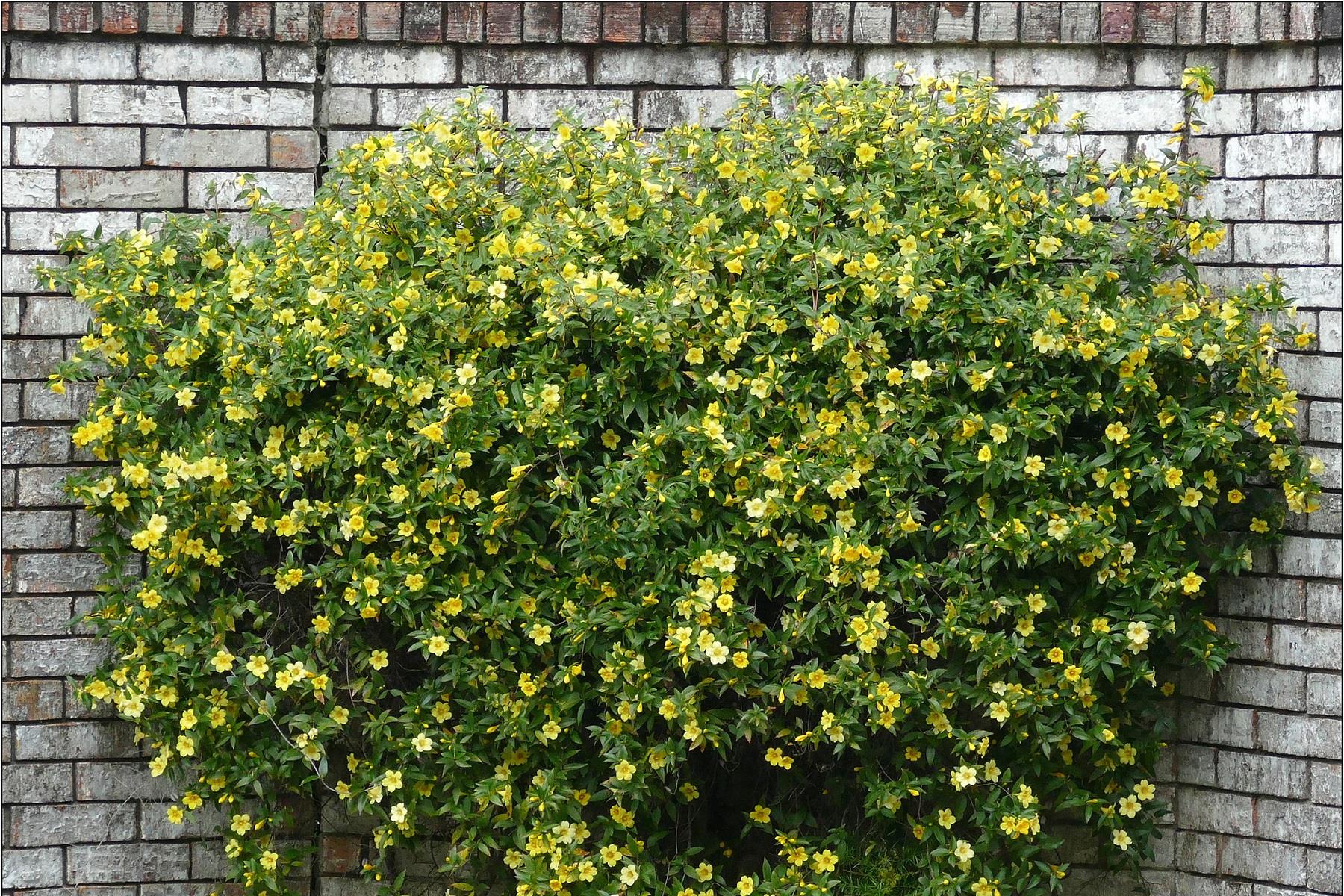 Gelsemium sempervirens