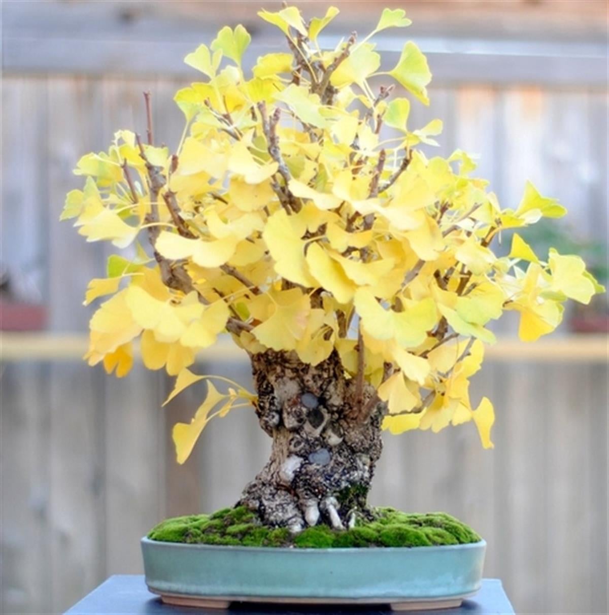 Ginkgo biloba Mariken Bodur ginkgo Mabet ağacı fidanı