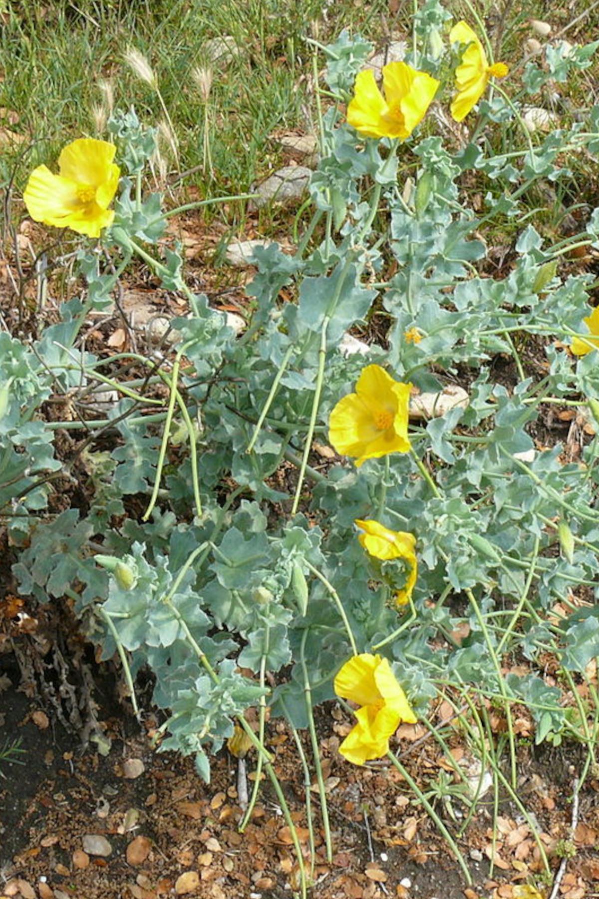 Glaucium flavum Sarı Gelincik fidesi
