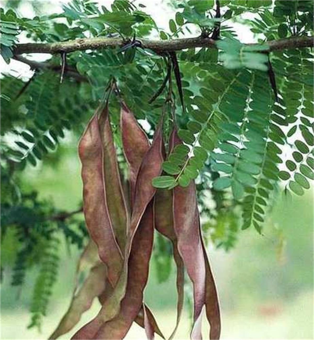 Gleditsia triacanthos Gladiçya fidanı