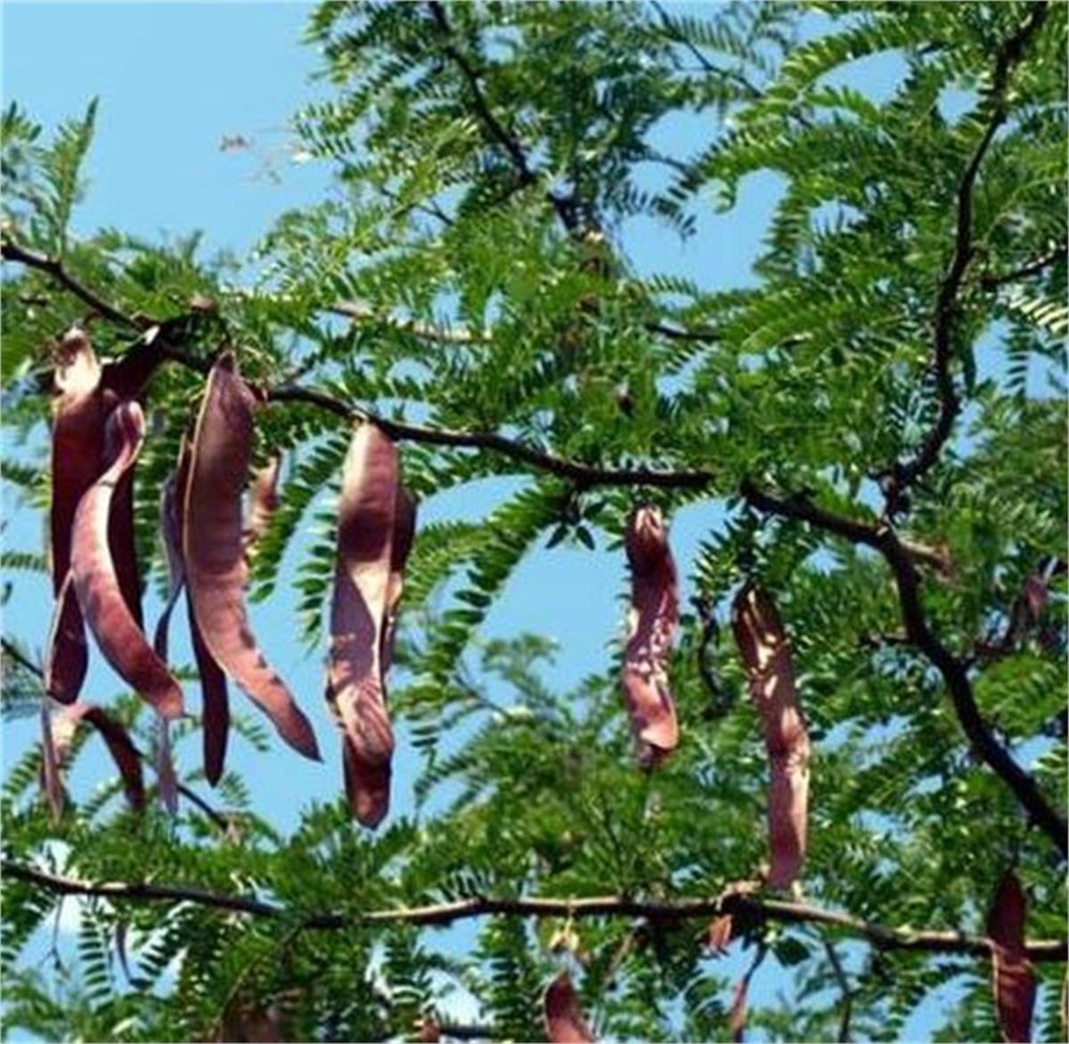 Gleditsia triacanthos inermis Dikensiz Gladiçya fidanı
