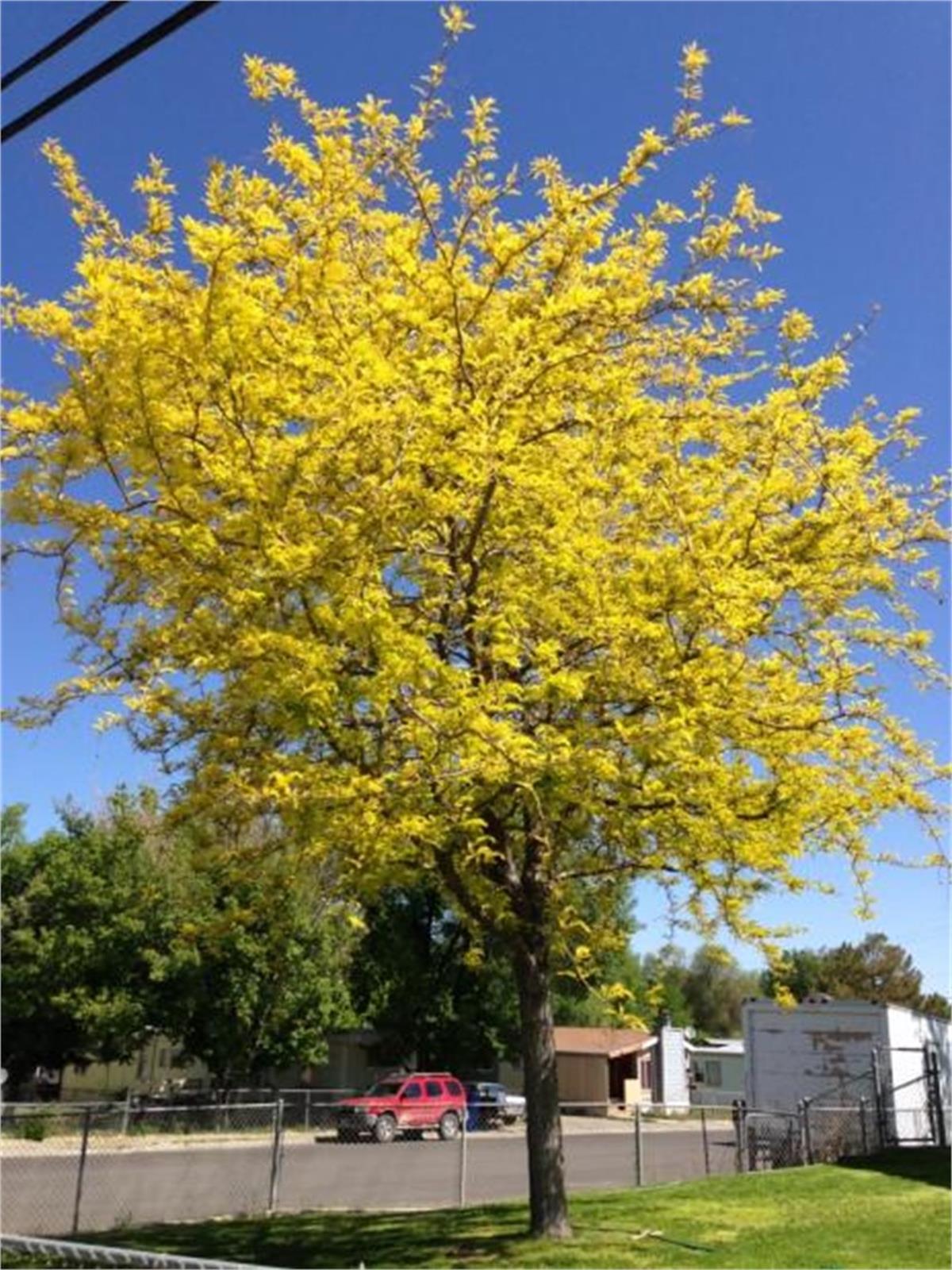 Gleditsia triacanthos Sunburst Altuni Gladiçya fidanı
