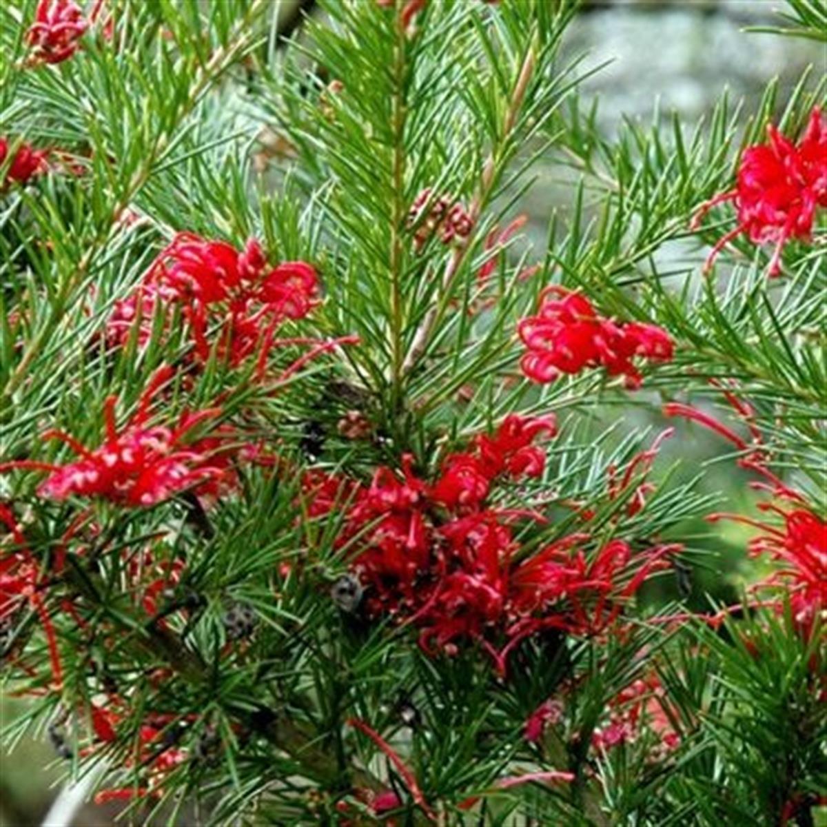Grevillea juniperina Kırmızı Grevilya fidanı