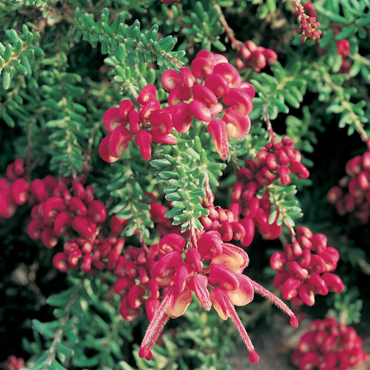 Grevillea lanigera Bodur Sarkıcı Grevilya fidanı