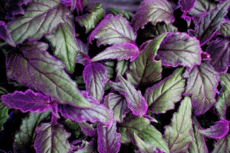 Gynura aurantiaca mor kadife çiçeği