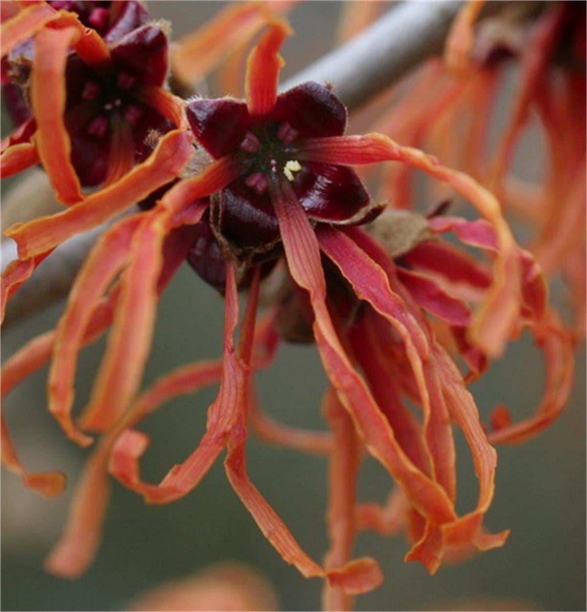 Hamamelis intermedia Arnold promise cadı fındığı