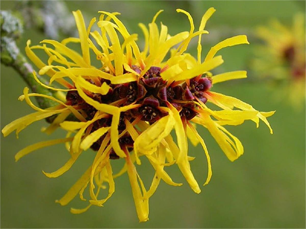 Hamamelis virginiana Sarı Hamamelis Cadı Fındığı fidanı
