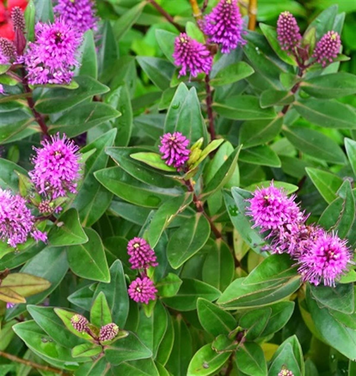 Hebe veronica Yeşil Yavşan otu fidanı