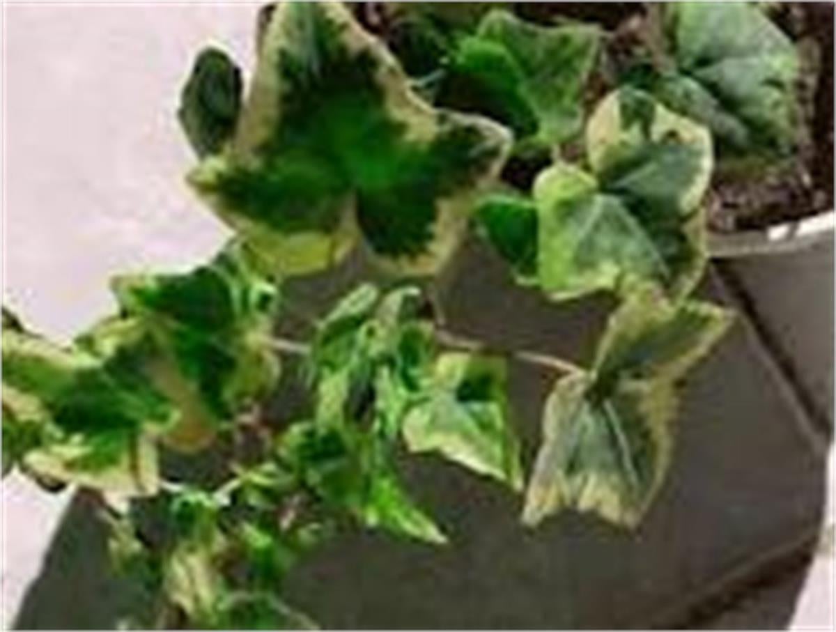 Hedera helix cont. var. alacalı Orman Duvar Sarmaşığı fidesi