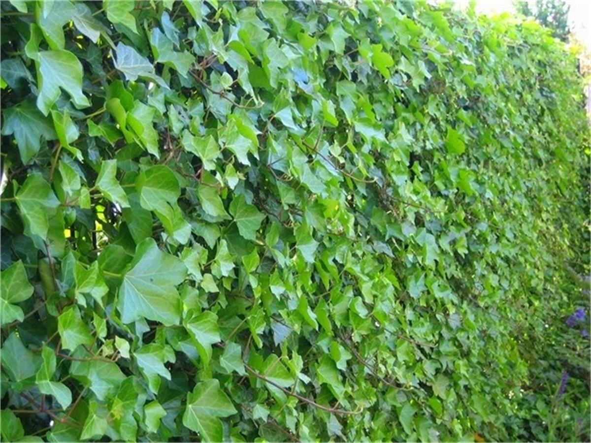 Hedera helix cont. yeşil Orman Duvar Sarmaşığı fidanı