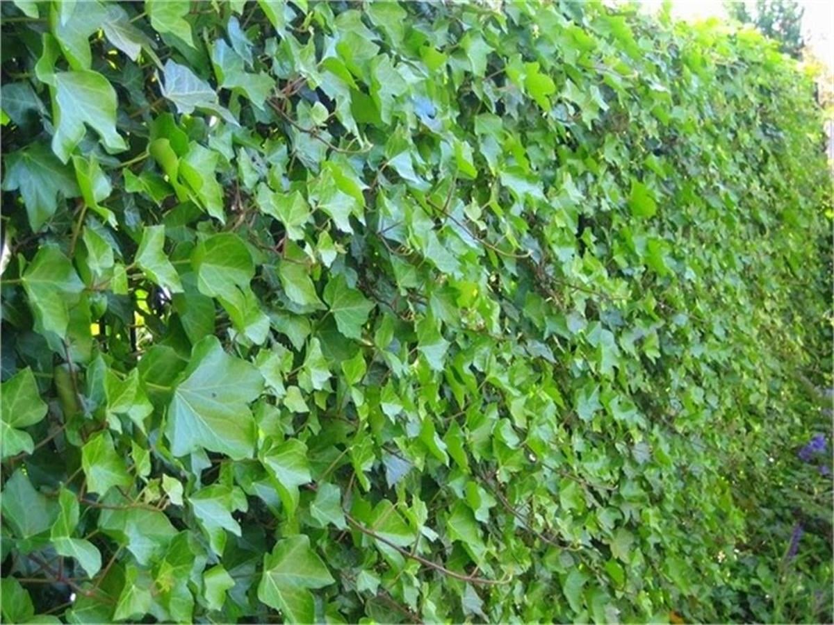 Hedera helix contraindicaciones yeşil Orman Duvar Sarmaşığı fidanı