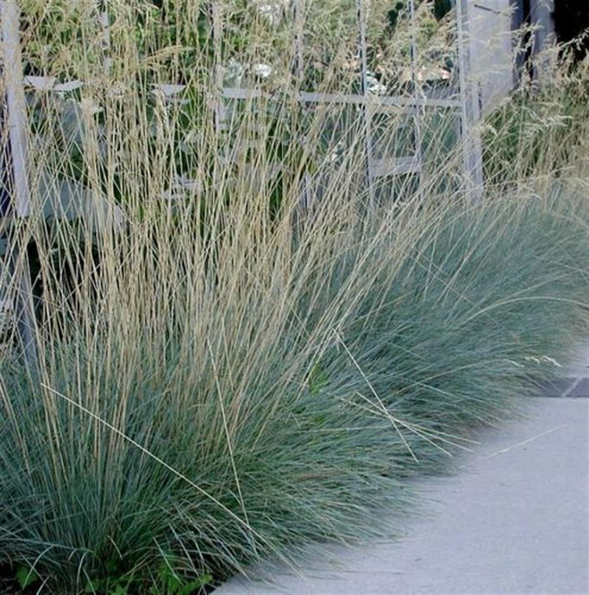 Helictotrichon sempervirens mavi yulaf çimi fidesi