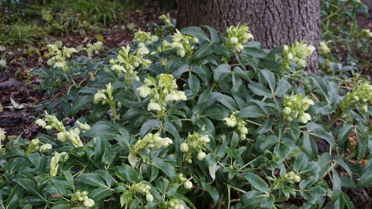 Helleborus argutifolius Bohça Otu Noel Gülü Fidesi