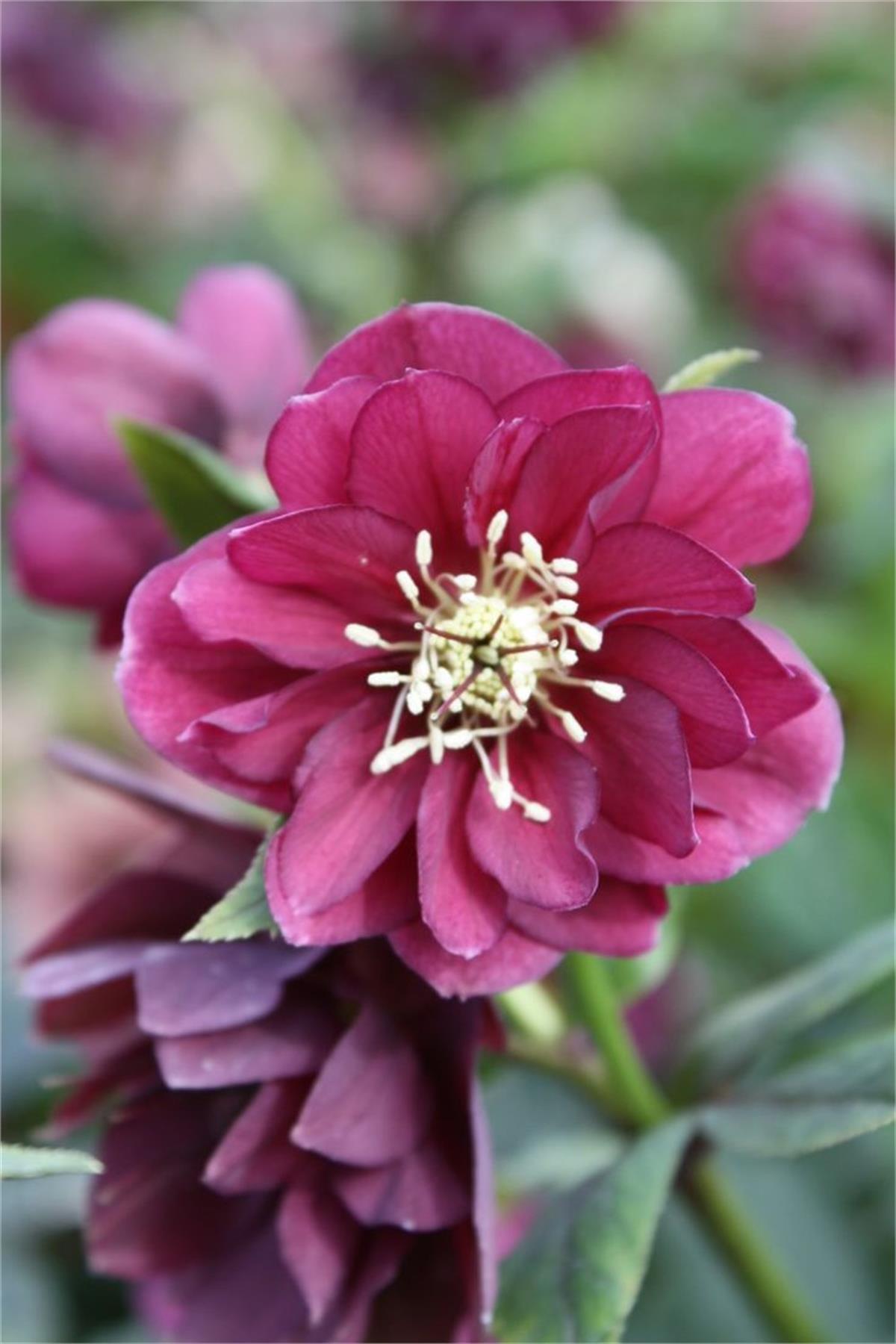 Helleborus double Ellen Red Bohça otu Boynuz Otu fidesi