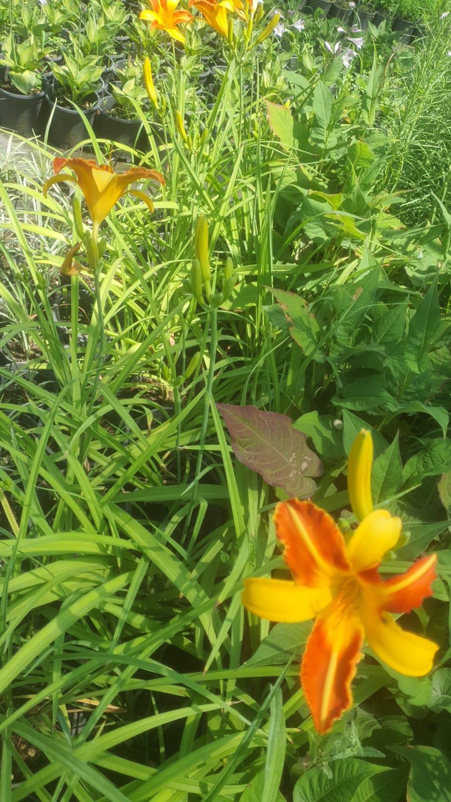 Hemerocallis Frans Hals Güngüzeli fidesi