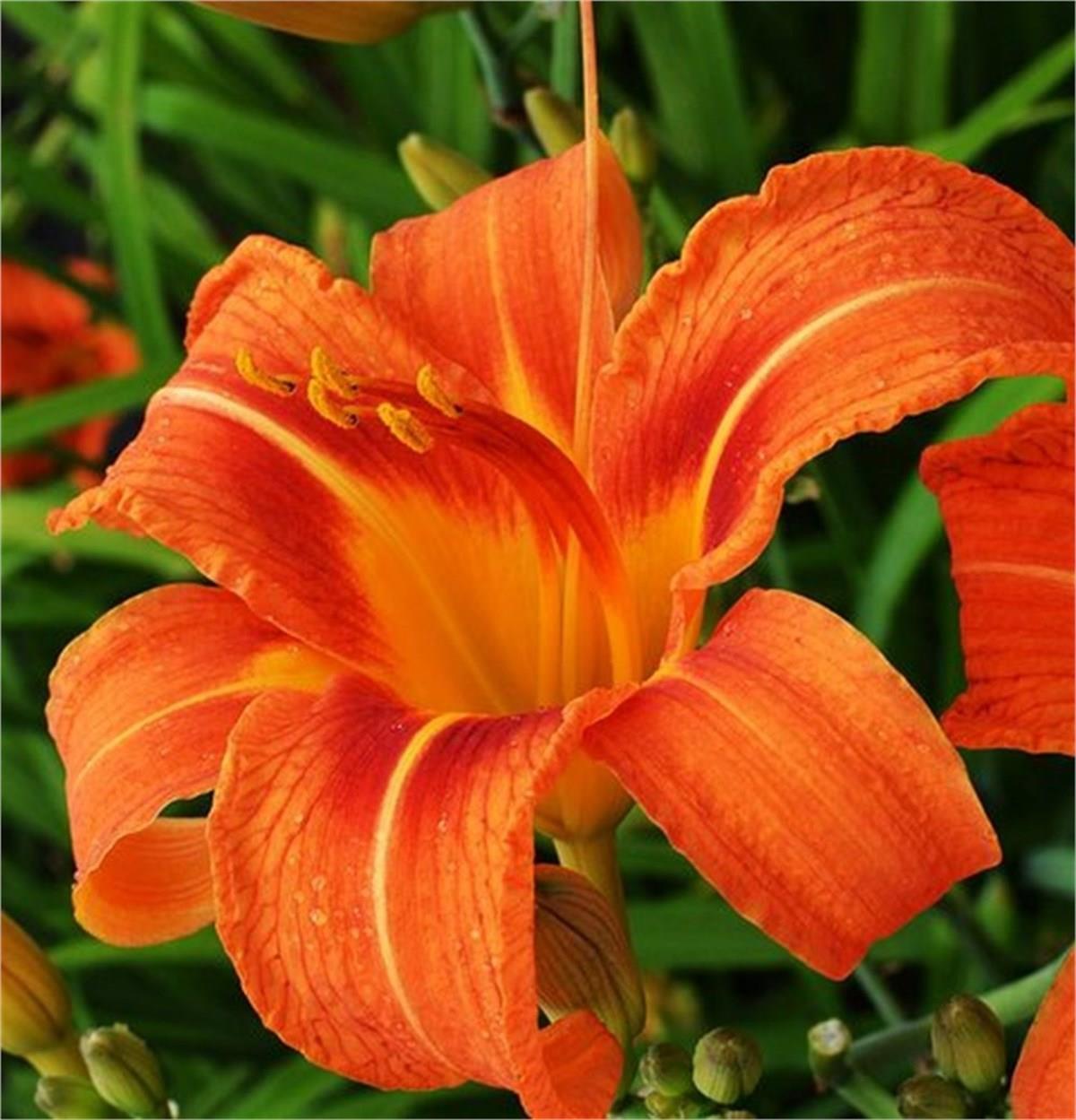 Hemerocallis Güngüzeli fidesi