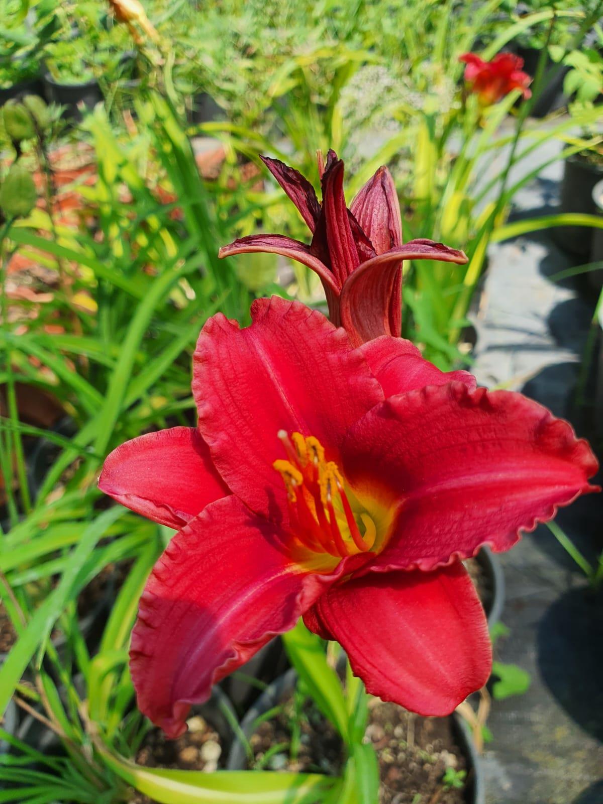 Hemerocallis Pink Damask Güngüzeli fidesi