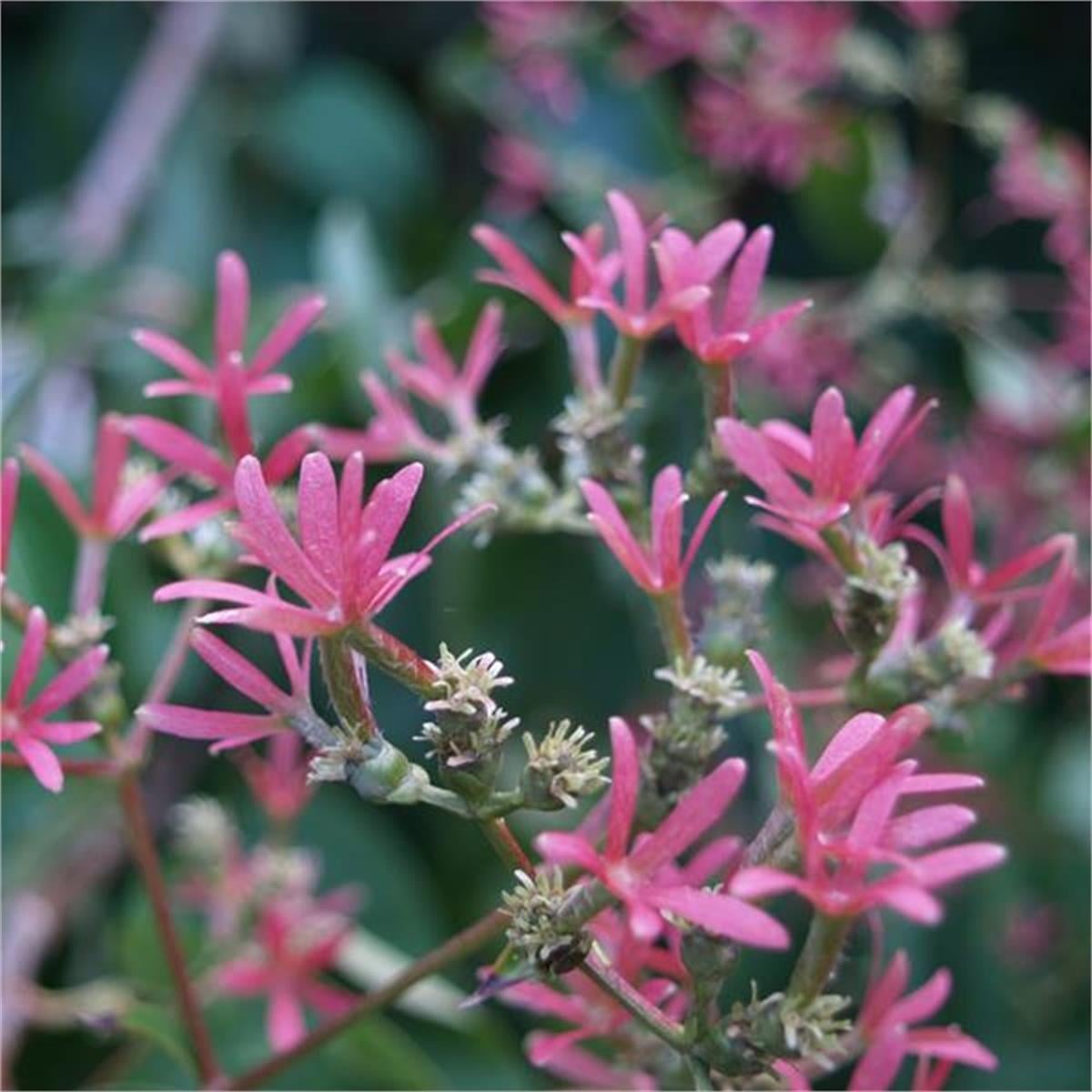 Heptacodium miconioides Tiansan Yedi Oğul Çiçeği fidanı