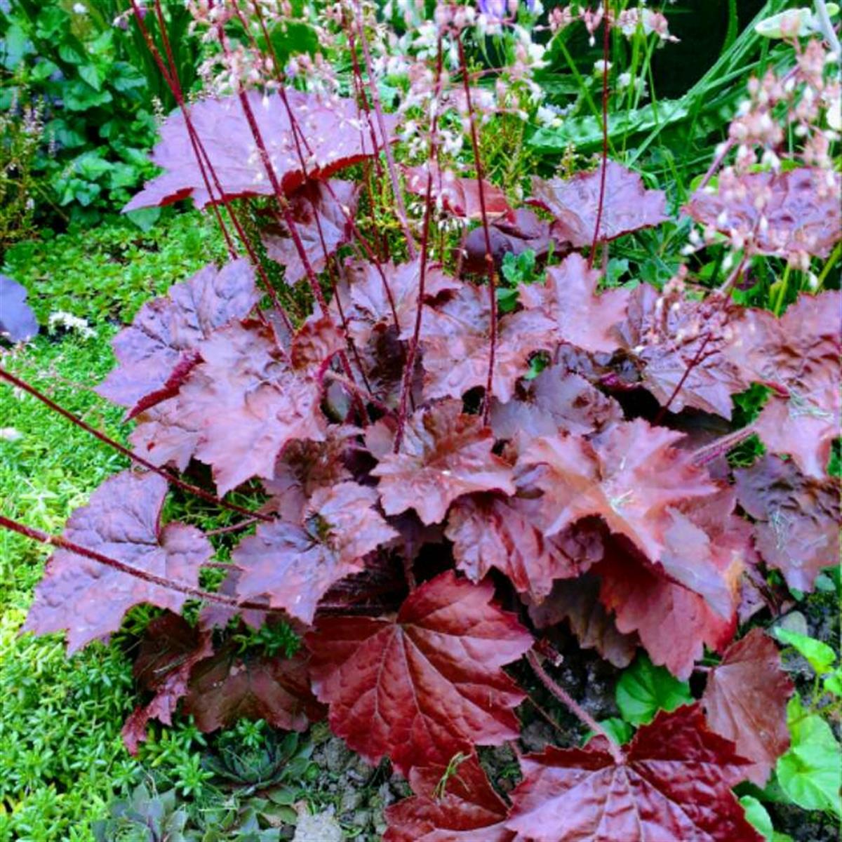 Heuchera sanguinea palace purple Mercan Çanı