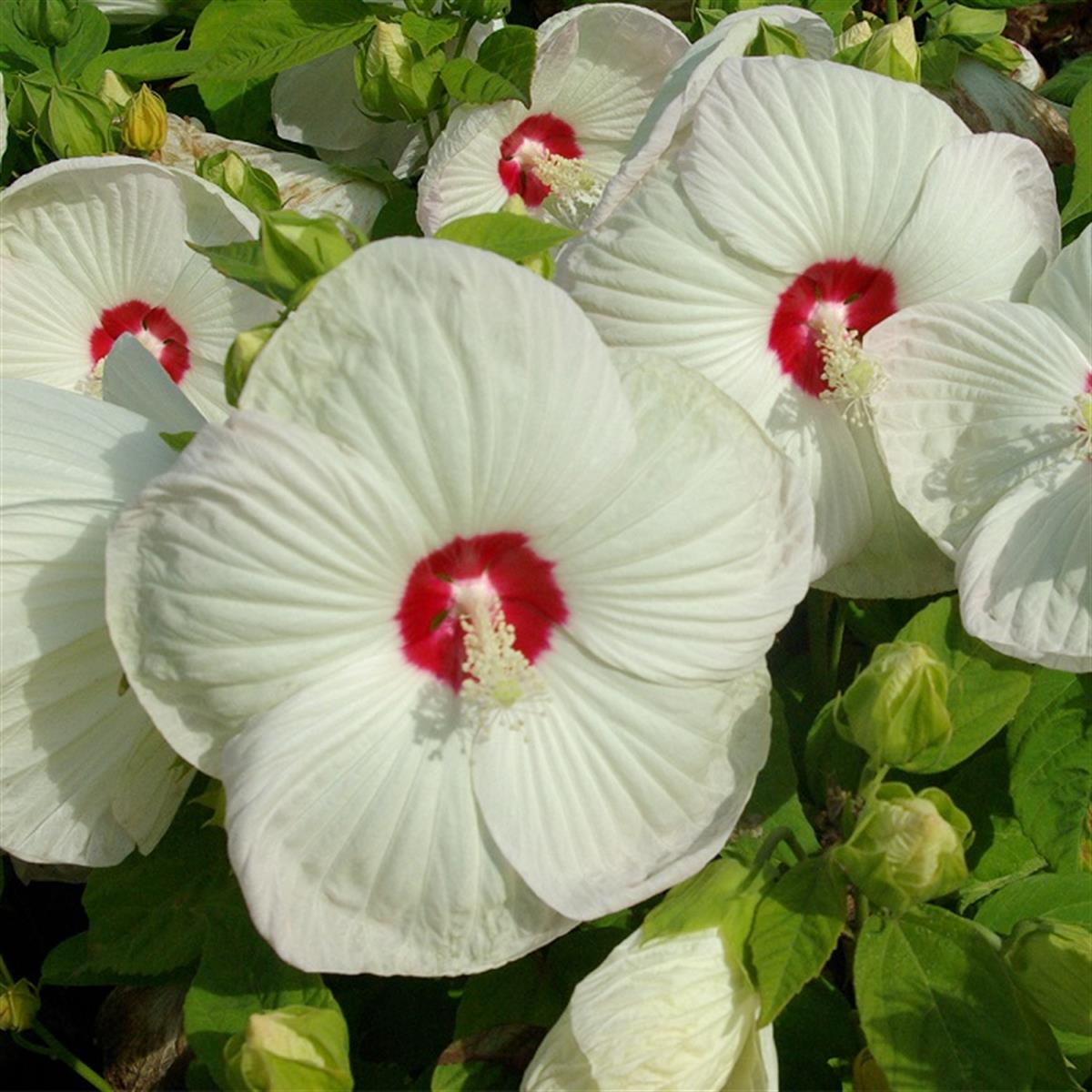 Hibiscus moscheutos Blanc coeur rouge Misk Kokulu Gül Hatmi fidanı