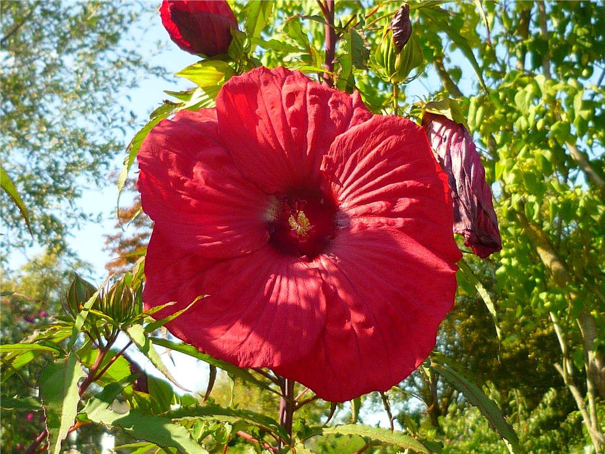 Hibiscus moscheutos Misk kokulu Gülhatmi fidanı Fireball