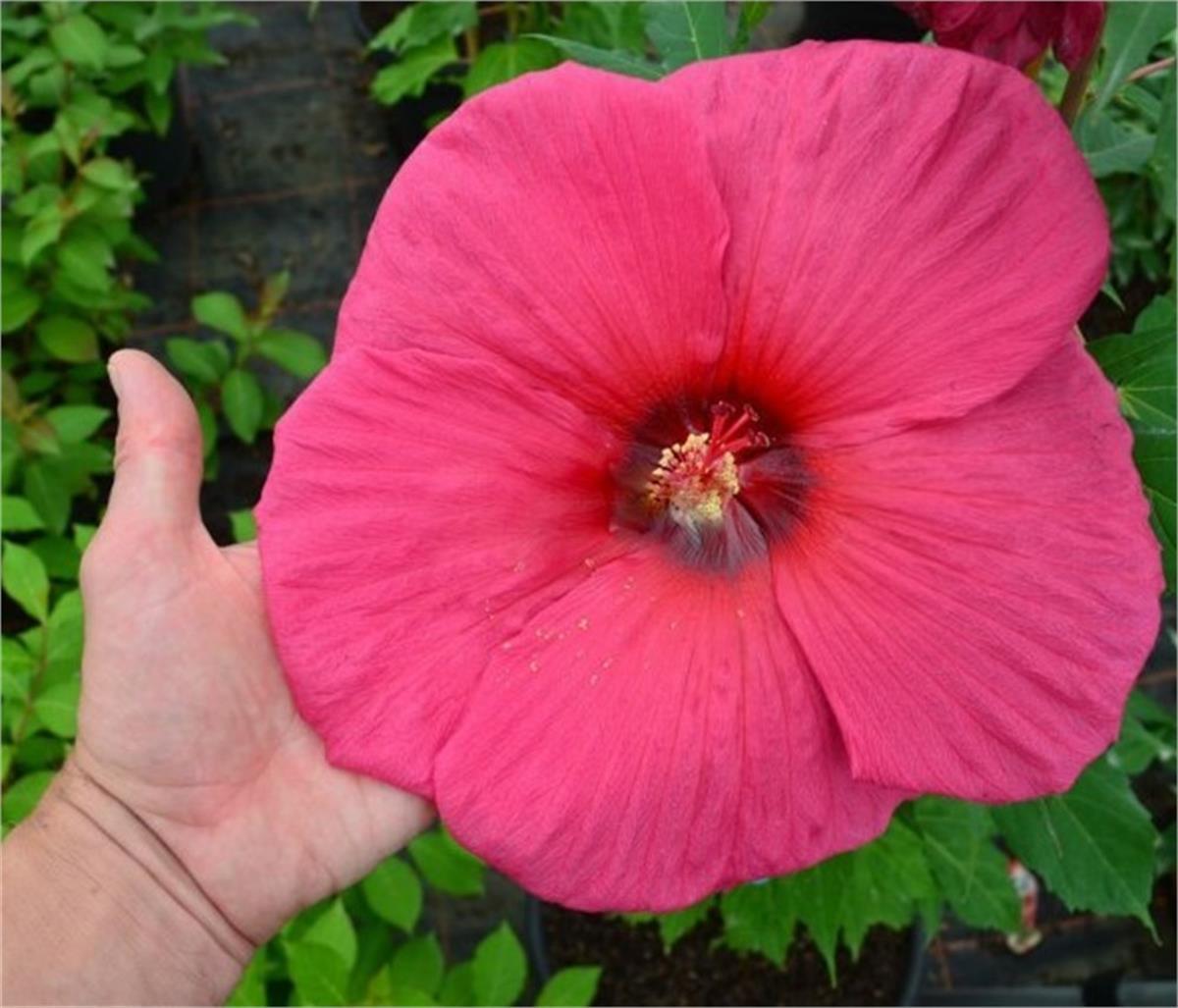 Hibiscus moscheutos Pl. Gri. tangri Misk kokulu Gülhatmi fidanı 0-50cm