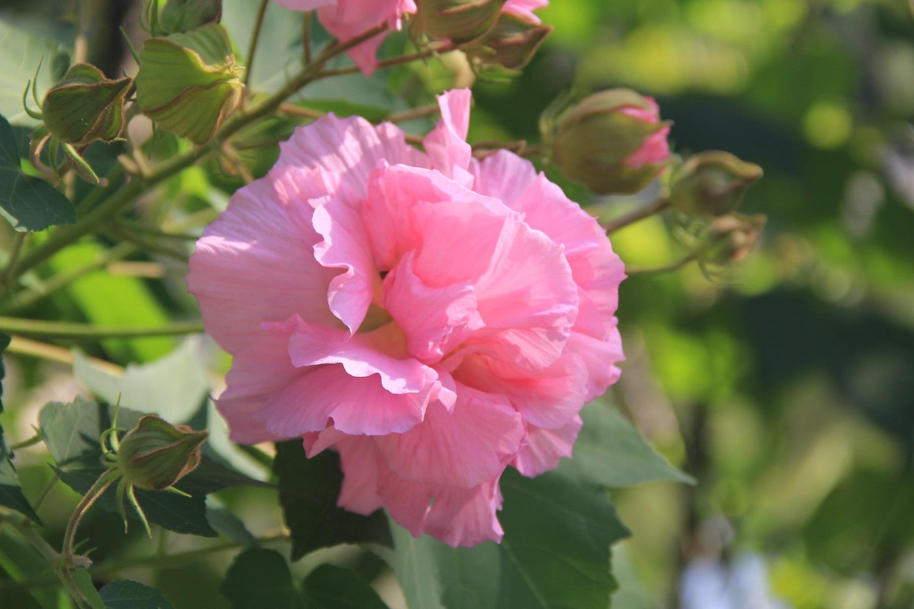 Hibiscus mutabilis Yol Hatmi fidanı