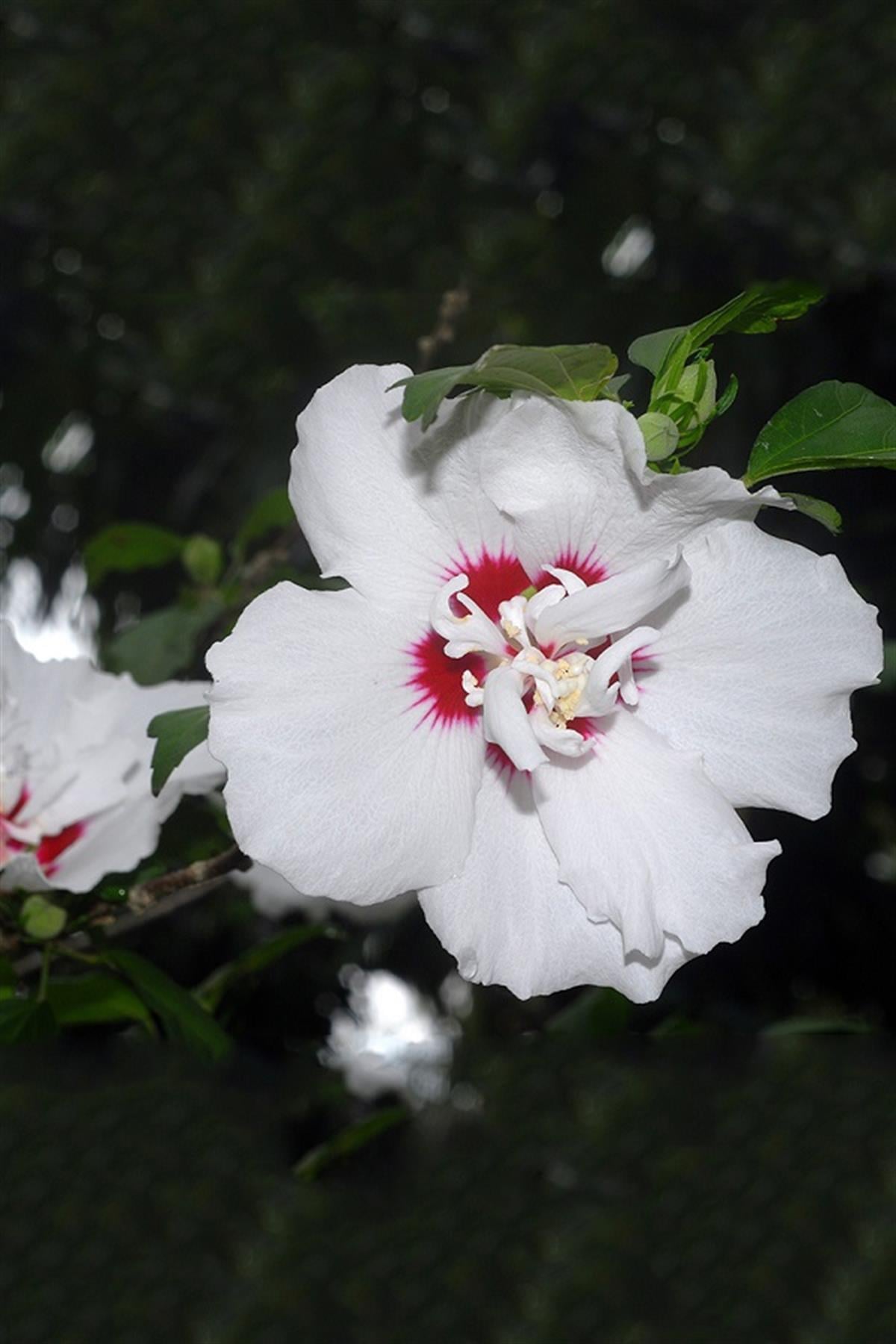 Hibiscus syriacus Speciosus Gül Hatmi fidanı