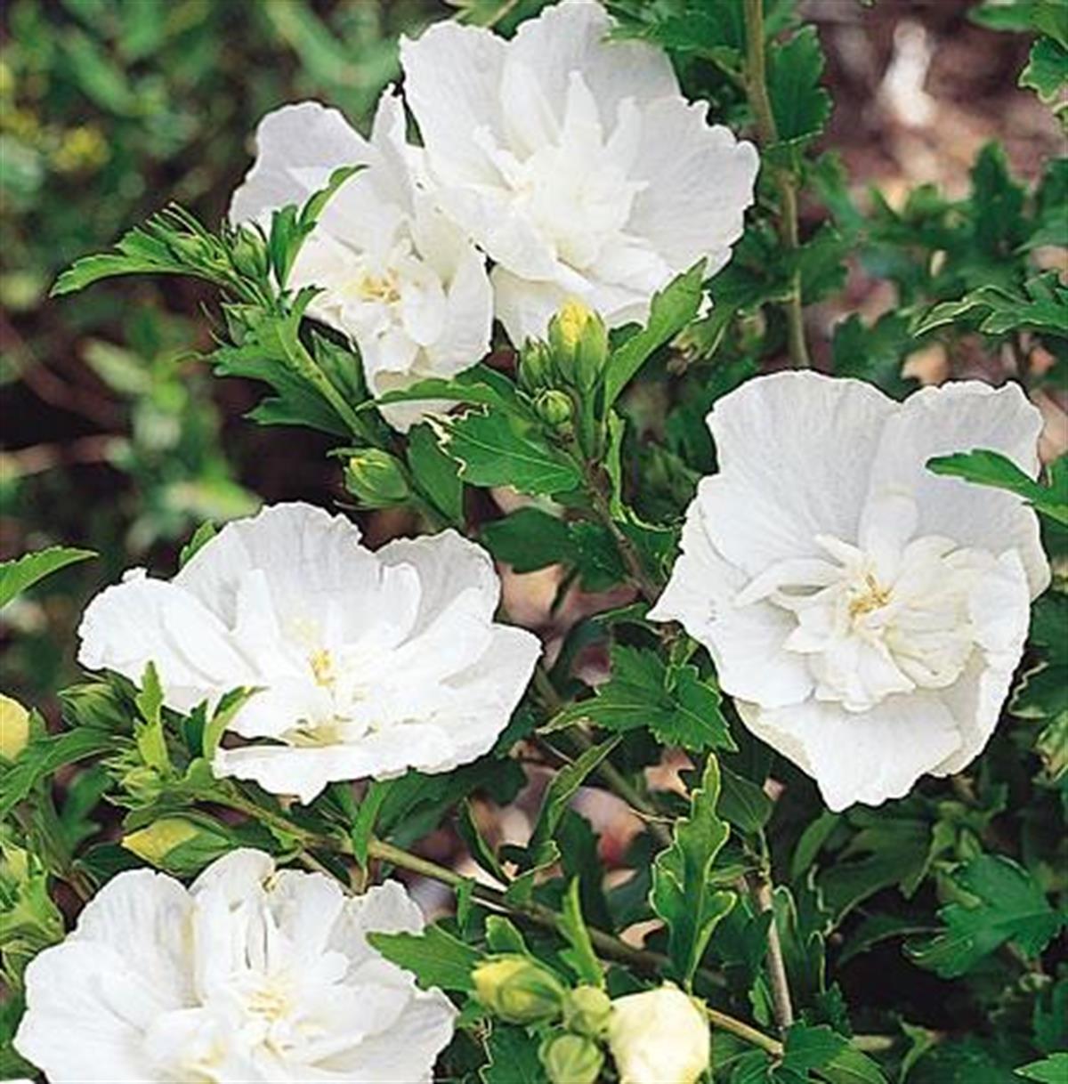 Hibiscus syriacus White Chiffon Beyaz Gül hatmi fidanı