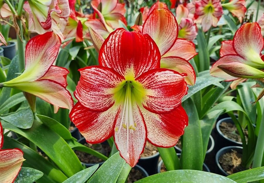 Hippeastrum Amaryllis Soğanı (Güzel Hatun Çiçeği Soğanı) Flaming Queen