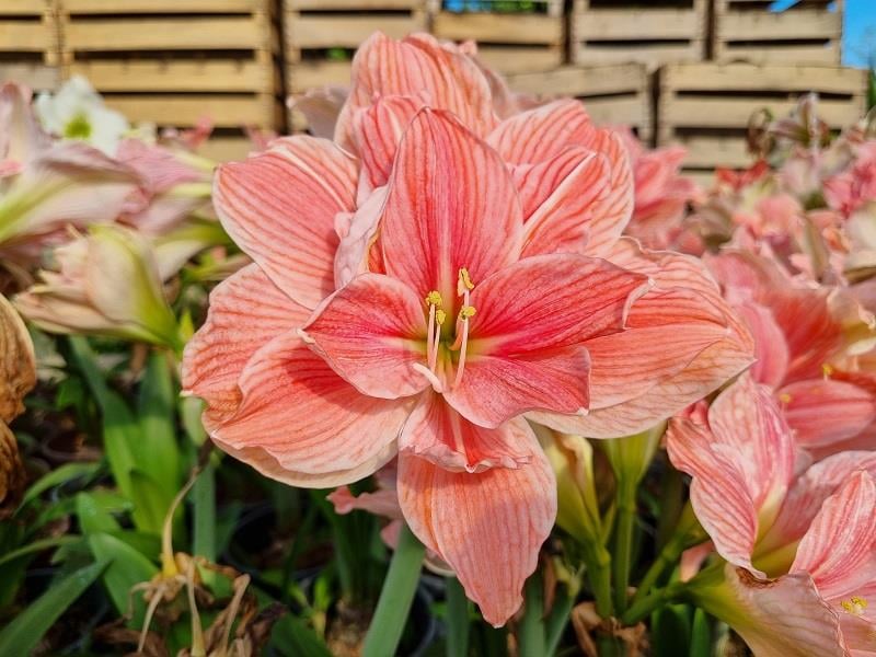 Hippeastrum Amaryllis Soğanı (Güzel Hatun Çiçeği Soğanı) Sweet Nymph