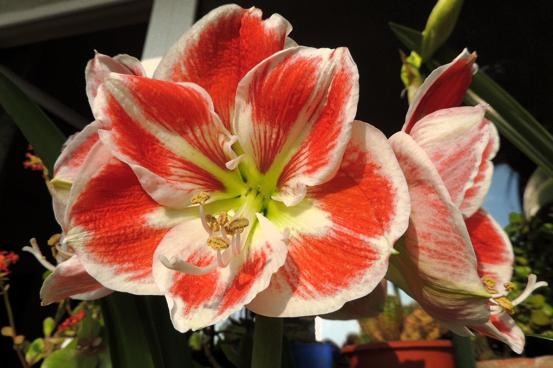 Hippeastrum Amaryllis Soğanı (Güzel Hatun Çiçeği Soğanı) Samba