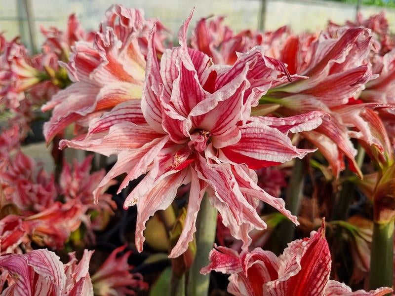 Hippeastrum Amaryllis Soğanı (Güzel Hatun Çiçeği Soğanı) Doublet