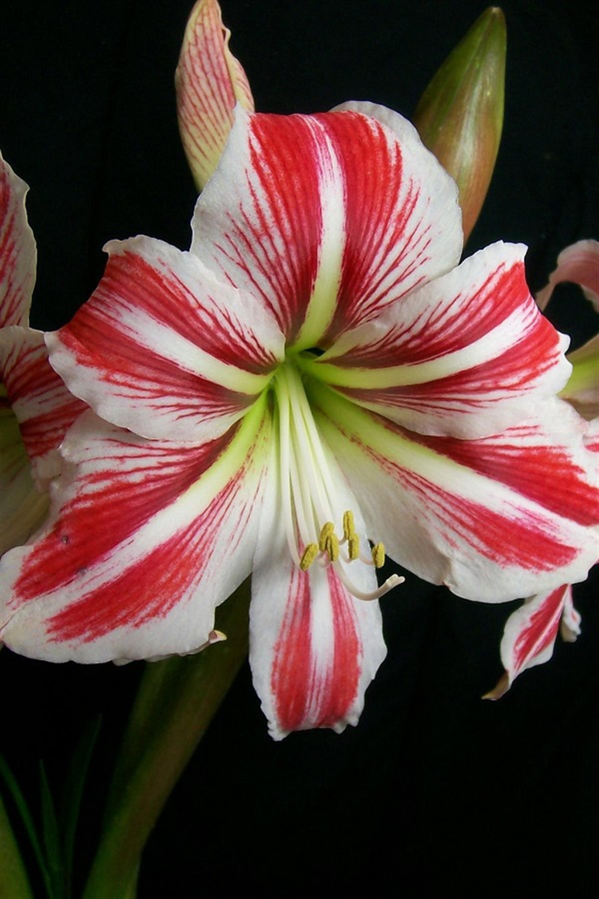 Hippeastrum Amaryllis Soğanı (Güzel Hatun Çiçeği Soğanı) Sydney