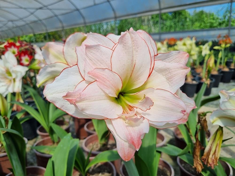 Hippeastrum Amaryllis Soğanı (Güzel Hatun Çiçeği Soğanı) Elvas