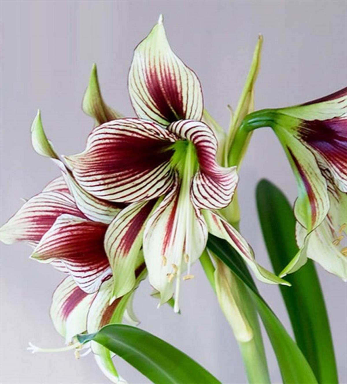Hippeastrum Amaryllis Soğanı (Güzel Hatun Çiçeği Soğanı) Papillio