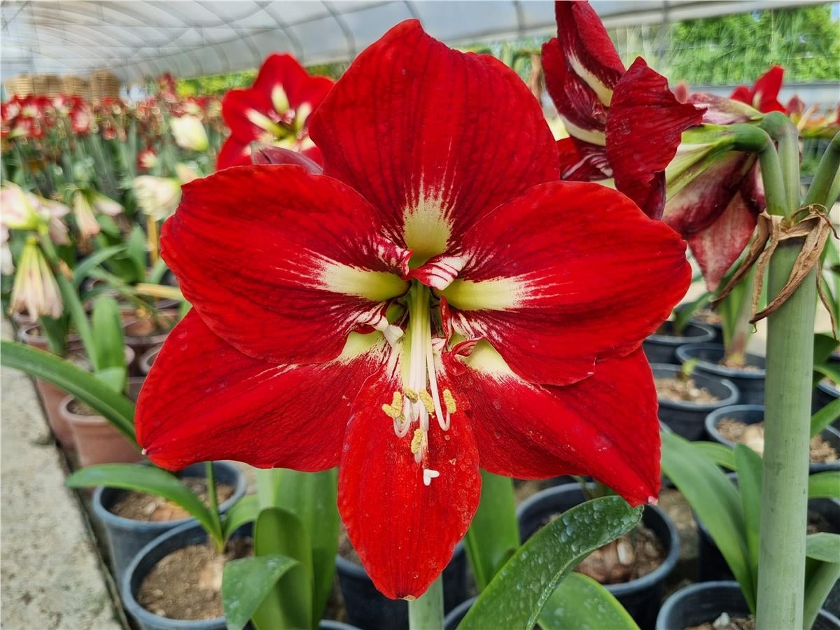 Hippeastrum Amaryllis Soğanı (Güzel Hatun Çiçeği Soğanı) Barbados