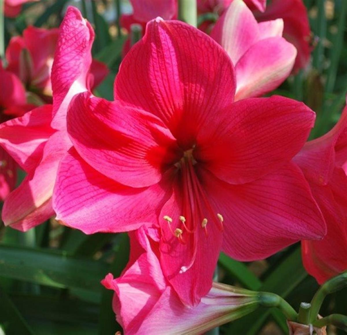 Hippeastrum Amaryllis Soğanı (Güzel Hatun Çiçeği Soğanı) Pink rival