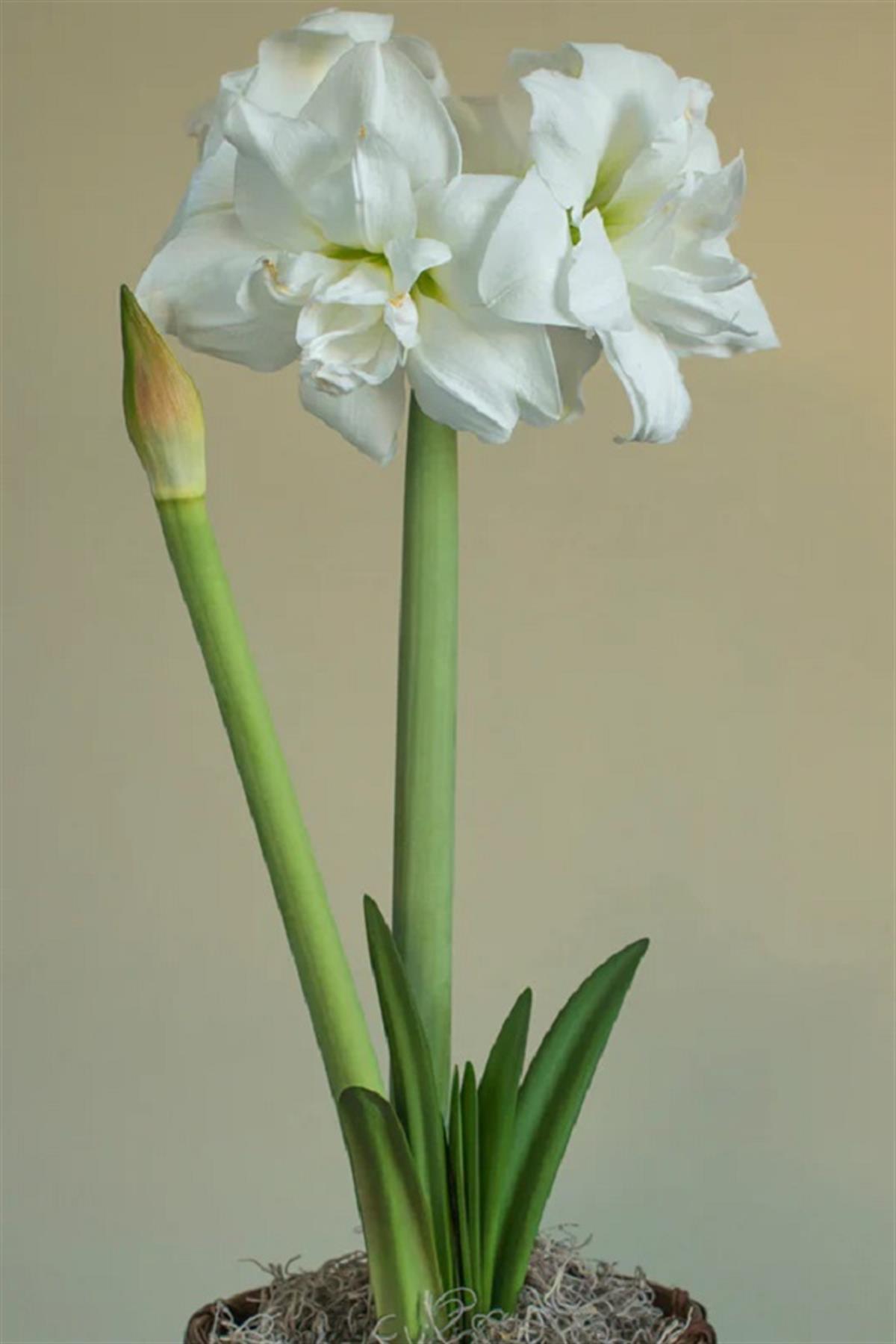 Hippeastrum Amaryllis Soğanı (Güzel Hatun Çiçeği Soğanı) Akiko