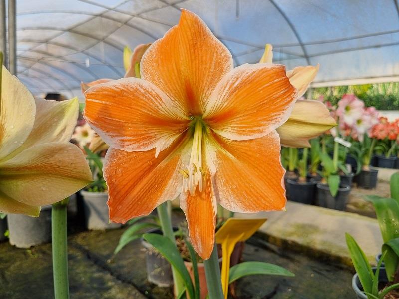 Hippeastrum Amaryllis Soğanı (Güzel Hatun Çiçeği Soğanı) Apricot Parfait