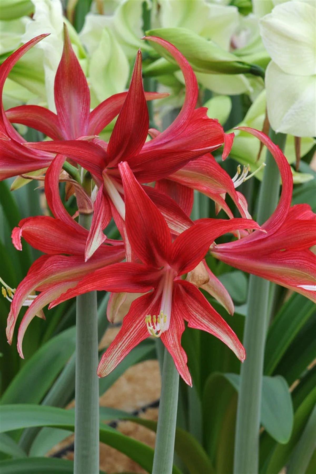 Hippeastrum Amaryllis Soğanı (Güzel Hatun Çiçeği Soğanı) Quito