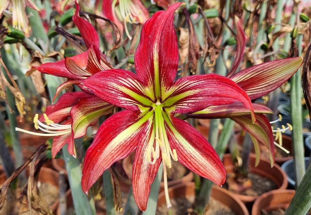 Hippeastrum Amaryllis Soğanı (Güzel Hatun Çiçeği Soğanı) Mystica
