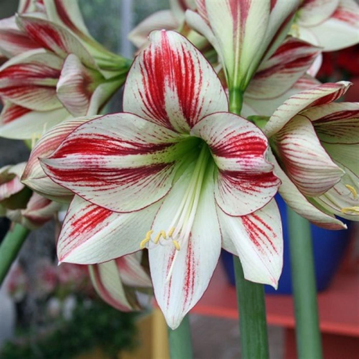 Hippeastrum Amaryllis Soğanı (Güzel Hatun Çiçeği Soğanı) Ambiance