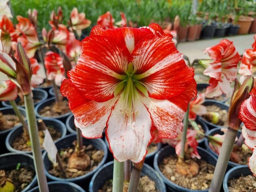Hippeastrum Amaryllis Soğanı (Güzel Hatun Çiçeği Soğanı) Table Dance