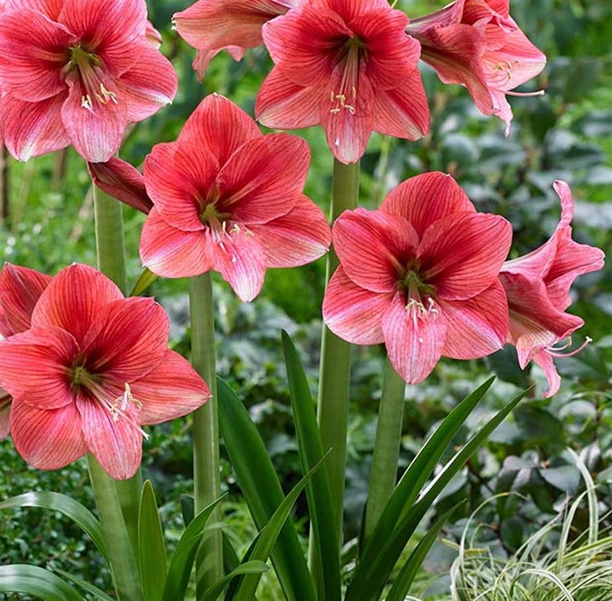 Hippeastrum Amaryllis Soğanı (Güzel Hatun Çiçeği Soğanı) Pink Panther