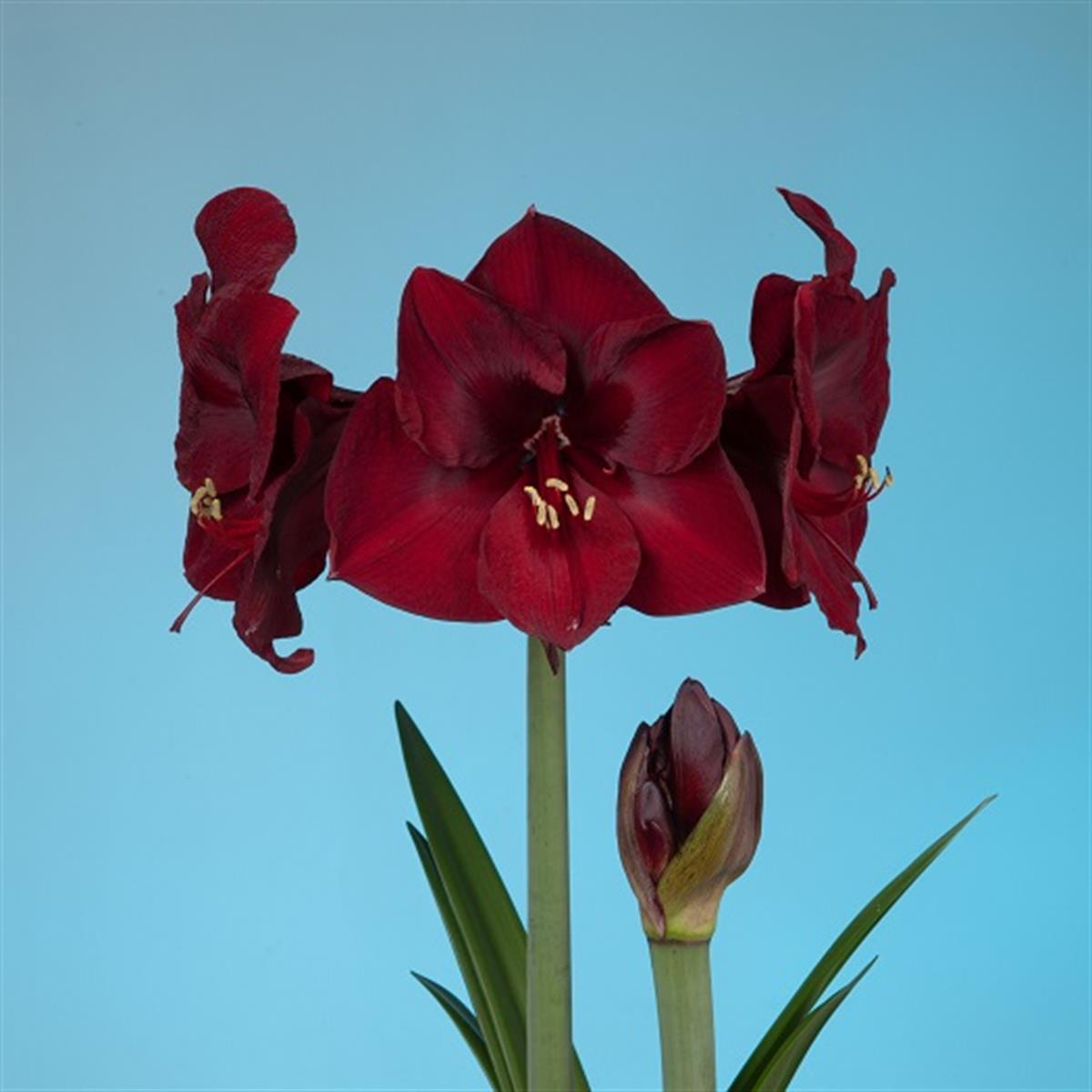 Hippeastrum Amaryllis Soğanı (Güzel Hatun Çiçeği Soğanı) Mandela