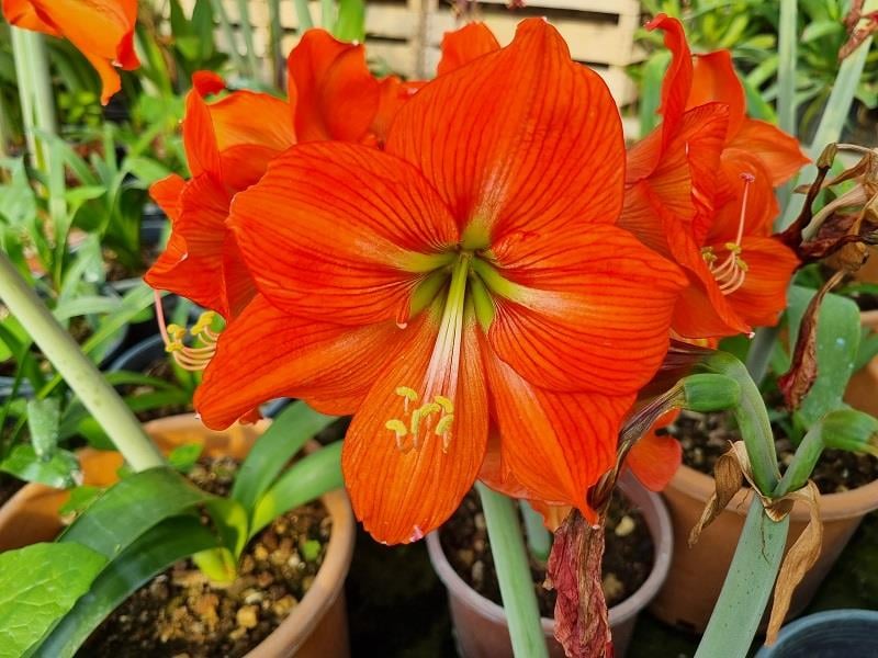 Hippeastrum Amaryllis Soğanı (Güzel Hatun Çiçeği Soğanı) Aphrodite