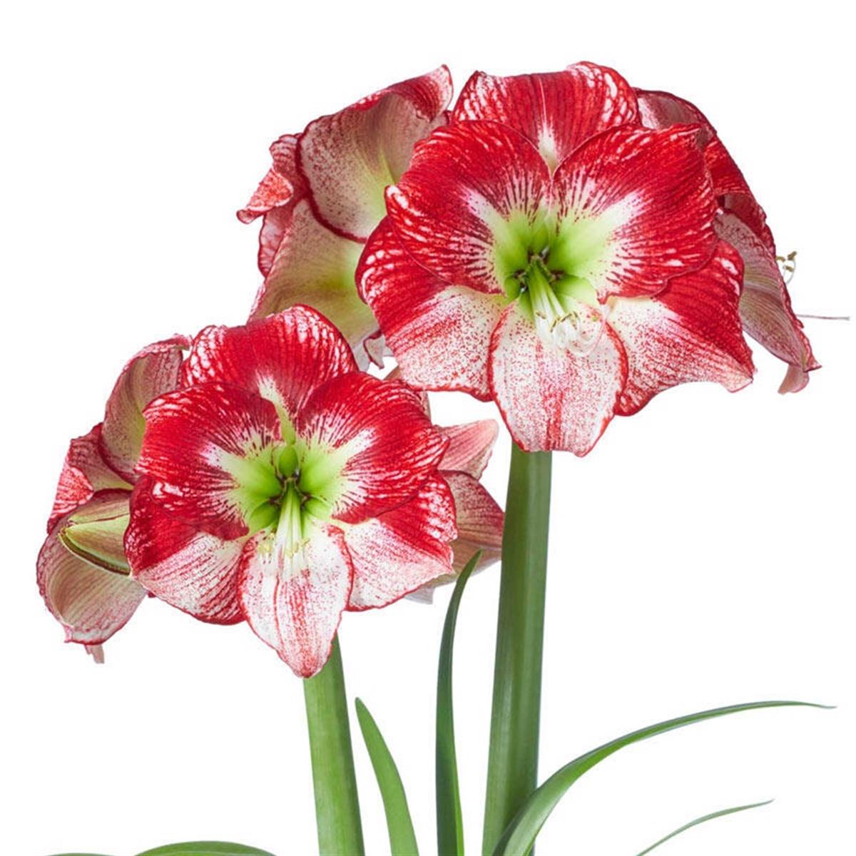Hippeastrum Amaryllis Soğanı (Güzel Hatun Çiçeği Soğanı) Flamenco Queen