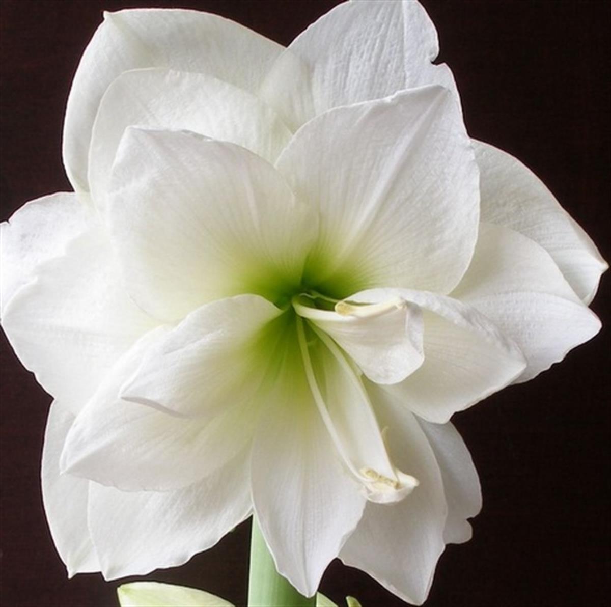 Hippeastrum Amaryllis Soğanı (Güzel Hatun Çiçeği Soğanı) Arctic Nymph