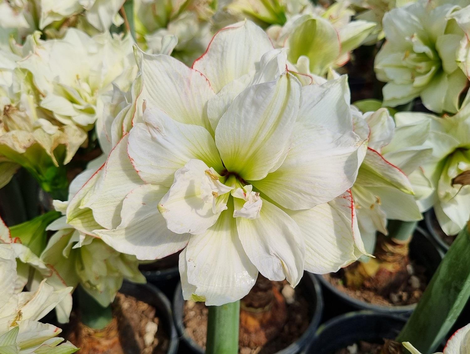 Hippeastrum Amaryllis Soğanı (Güzel Hatun Çiçeği Soğanı) Picobello Majesty